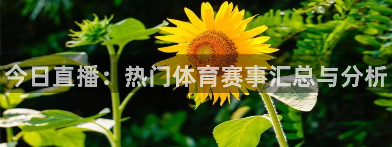 今日直播：热门体育赛事汇总与分析